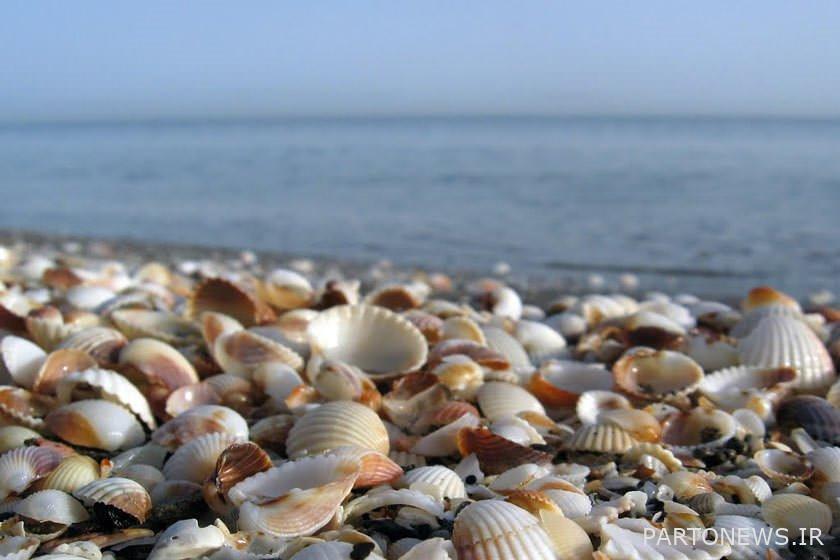 Astara oyster